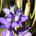 fiori e semi di speronella Federica Brambati