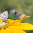 Insect biodiversity on a flower, a butterfly common blue (Polyommatus icarus), a bee (Anthophila) in flight and a shield bug (Carpocoris fuscispinus) on a Rudbeckia